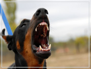 dog bite photo